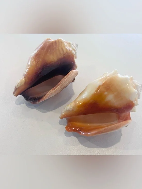 Two (2) Beautiful Shells - Picture 2 of 5